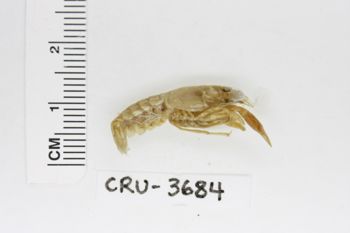 Media type: image;   Invertebrate Zoology CRU-3684 Description: Preserved specimen.;